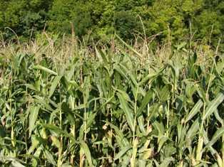 Selon arvalis-Institut du végétal, le stade optimal pour ensiler sera atteint plus tôt que ne le laisse penser l'aspect très vert des plantes. Il convient de surveiller de près la maturité des grains pour récolter au bon moment.