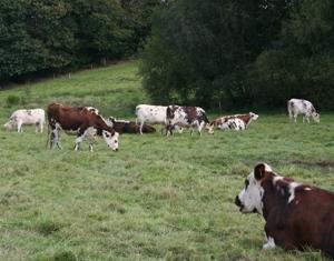 La collecte de Lait est dorénavant supérieure à son niveau de 2010