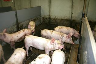 porcs racleur en V