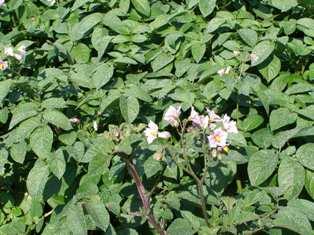 La lutte contre les nématodes dorés
