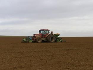 Prudence quant à la date de semis... Les semis du 10-15 octobre affichent les meilleures marges en moyenne.