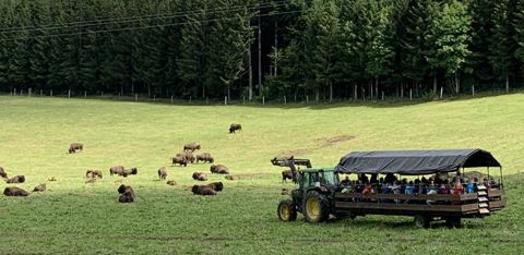 Dehors toute l’année, les animaux pâturent des parcs de 4-5 ha. Le foin et l’eau se trouvent dans des préparcs de 0,5 ha à partir desquels ils sont poussés avec le 4 x 4 ou les chevaux vers les installations de contention. À bord d’un chariot sécurisé, les touristes découvrent l’élevage. © Emmanuel Guenot
