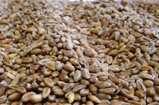 Malgré les températures actuelles, il faut veiller à celle du tas de grains.