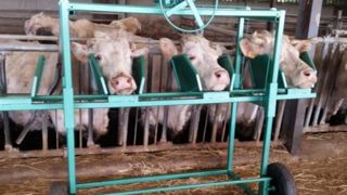 Un lève-têtes pour les bovins aux cornadis Un lève-têtes pour les bovins aux cornadis