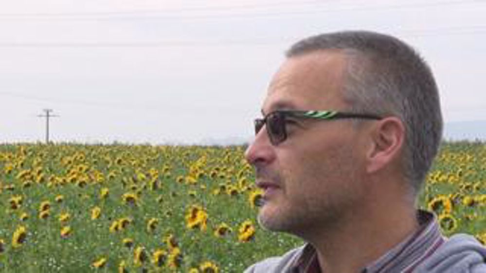 Trois couverts végétaux précoces à l’essai