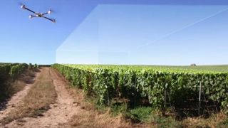 La Chouette plane au-dessus des vignes La Chouette plane au-dessus des vignes