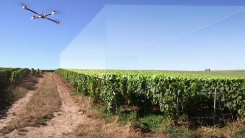 La Chouette plane au-dessus des vignes La Chouette plane au-dessus des vignes
