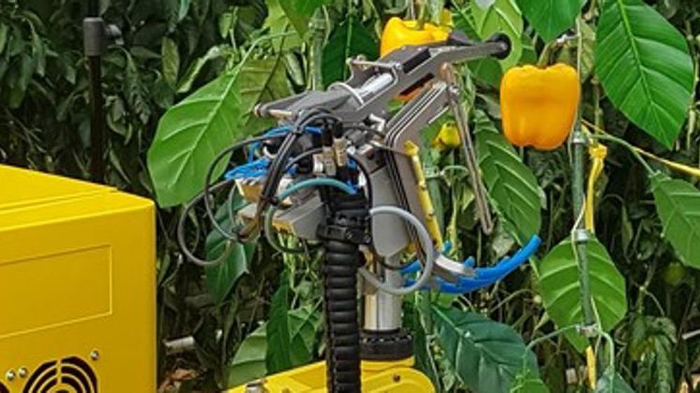 Première récolte pour le robot Sweeper