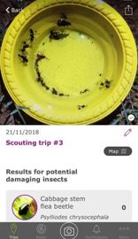 L’application indique les insectes nuisibles et leurs nombres capturés dans le piège jaune. © L. Coassin/GFA