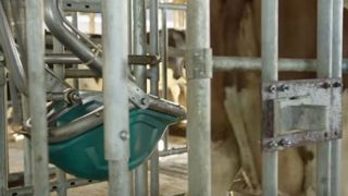 Les Néerlandais testent un urinoir pour vaches Les Néerlandais testent un urinoir pour vaches