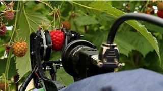 Une solution pour la cueillette des framboises Une solution pour la cueillette des framboises