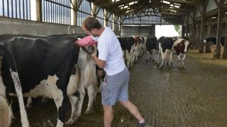 Prédire le profil génétique de ses prim’holsteins avec Illicow Prédire le profil génétique de ses prim’holsteins avec Illicow