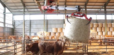 Le paillage est un moment de jeu pour les vaches de Pascal. © G. Baron