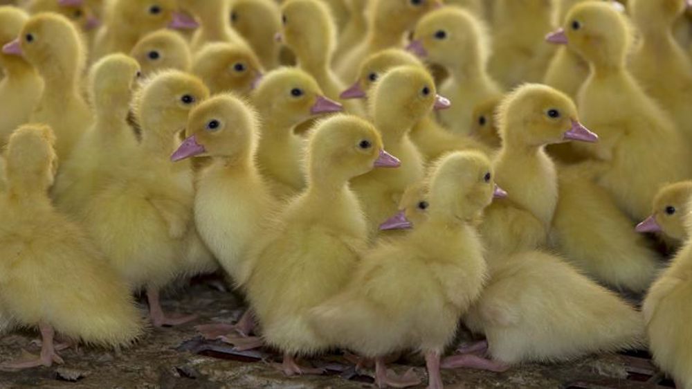 L’intelligence artificielle lit le sexe des canards dans l’œuf