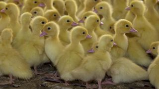 L’intelligence artificielle lit le sexe des canards dans l’œuf L’intelligence artificielle lit le sexe des canards dans l’œuf