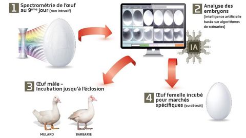 Le procédé de sexage « Lunix » se base sur l’analyse de la couleur des yeux des embryons. © Grimaud Frères
