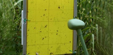 Les pièges à papier collant équipés d’une caméra sont la solution connectée la plus fréquente. Dans le colza, ce papier est remplacé par une cuvette jaune. © Advansee
