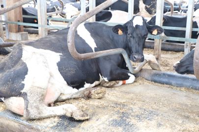 Au Gaec des Landelles, les vaches laitières se couchent sur les matelas dans lesquels circule de l’eau qui capte la chaleur des animaux. © G. Baron/GFA