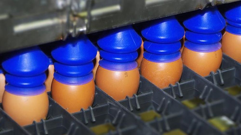 Les techniques de sexage in ovo se multiplient