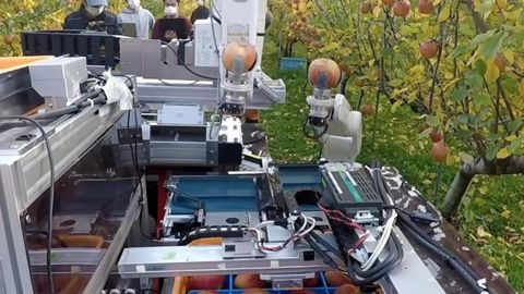 Ce robot cueille les fruits aussi vite que les humains Ce robot cueille les fruits aussi vite que les humains