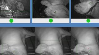 Une solution pour évaluer l’étourdissement en abattoir Une solution pour évaluer l’étourdissement en abattoir