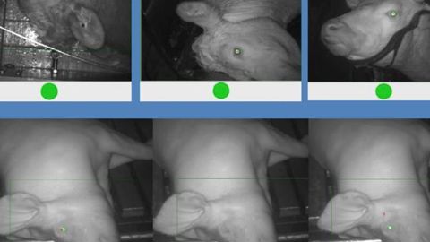 Une solution pour évaluer l’étourdissement en abattoir