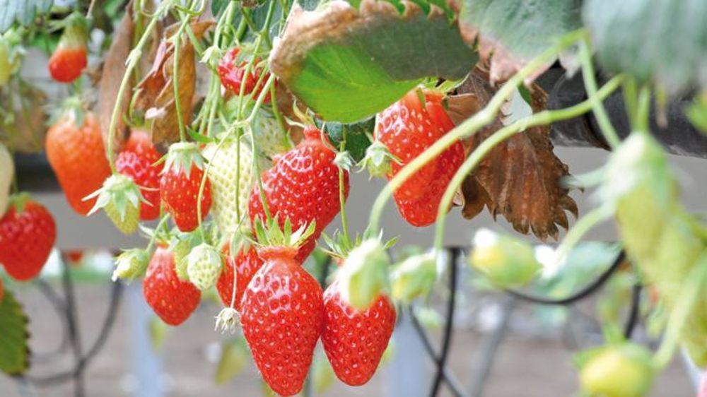 © Philippe Dufour / Interfel