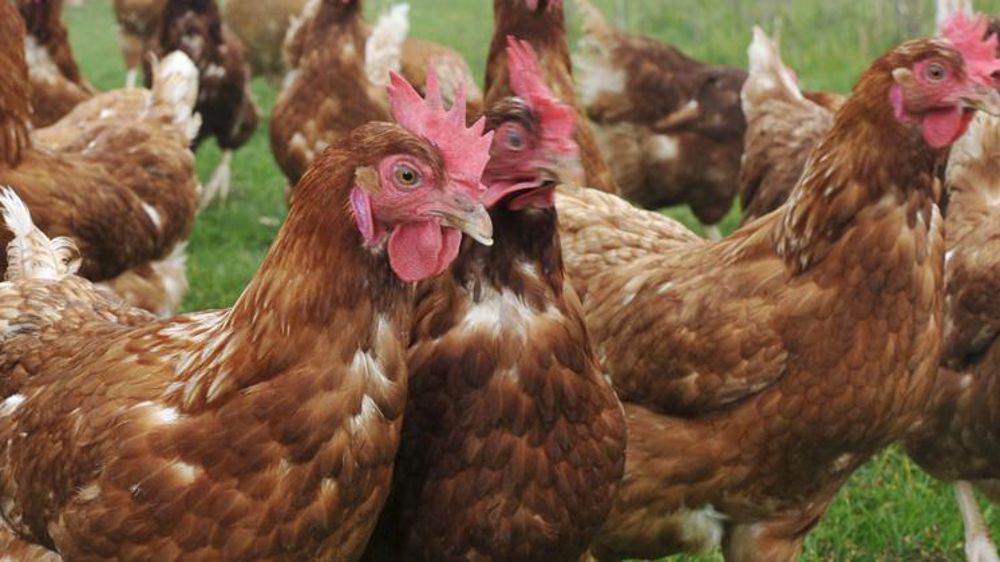 © C. Faimali / GFA