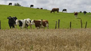 Les polyculteurs-éleveurs cumulent les pertes pour les productions de lait, de viandes auxquelles s’ajoutent celles de la moisson 2016. © C. Faimali / GFA Les polyculteurs-éleveurs cumulent les pertes pour les productions de lait, de viandes auxquelles s’ajoutent celles de la moisson 2016. © C. Faimali / GFA