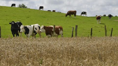 Les polyculteurs-éleveurs cumulent les pertes pour les productions de lait, de viandes auxquelles s’ajoutent celles de la moisson 2016. © C. Faimali / GFA Les polyculteurs-éleveurs cumulent les pertes pour les productions de lait, de viandes auxquelles s’ajoutent celles de la moisson 2016. © C. Faimali / GFA