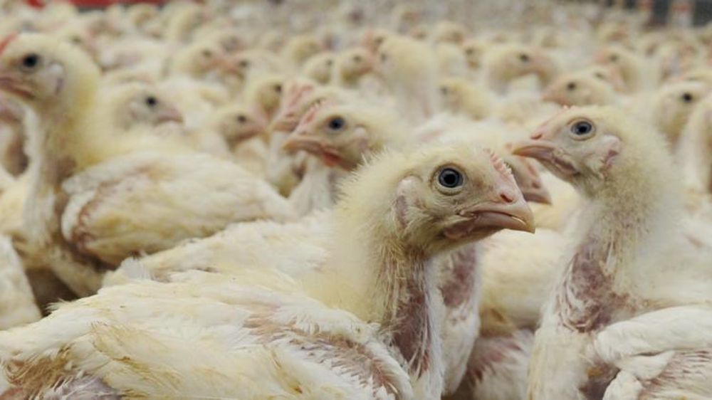 © C. Faimali / GFA