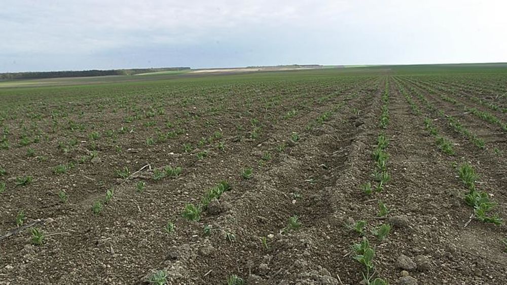 Dégats de sanglier dans un champ de pois protéagineux de printemps. Les animaux retournent la ligne de semis pour manger les jeunes plants. © Pascal Crapon / GFA