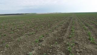 Dégats de sanglier dans un champ de pois protéagineux de printemps. Les animaux retournent la ligne de semis pour manger les jeunes plants. © Pascal Crapon / GFA Dégats de sanglier dans un champ de pois protéagineux de printemps. Les animaux retournent la ligne de semis pour manger les jeunes plants. © Pascal Crapon / GFA