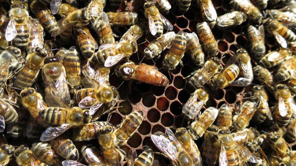 Une reine abeille entourée d’ouvrières © C. Fricotté 