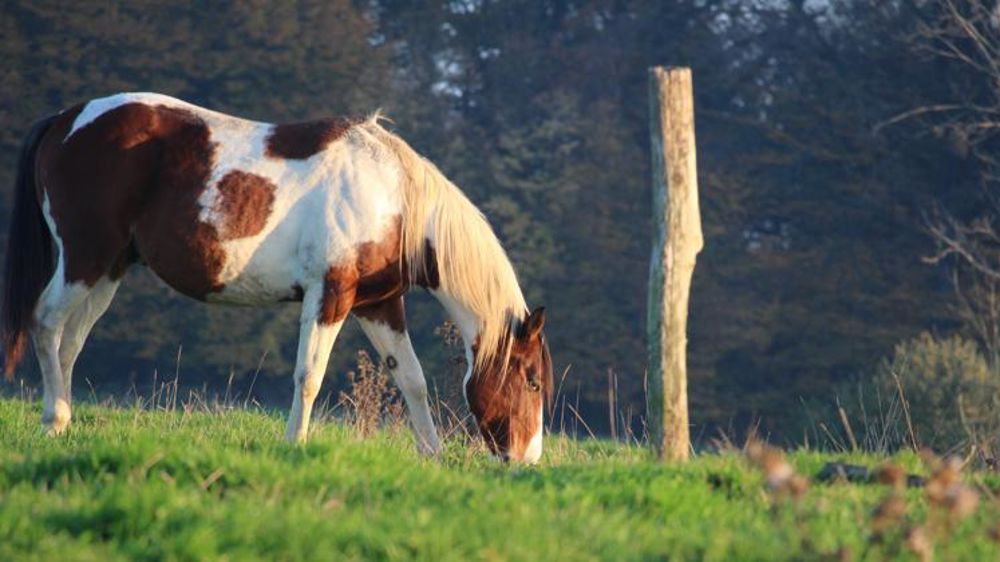 © P.  Peeters / GFA