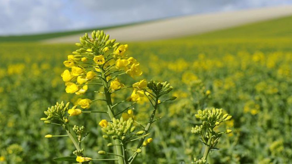 © Cédric Faimali/GFA