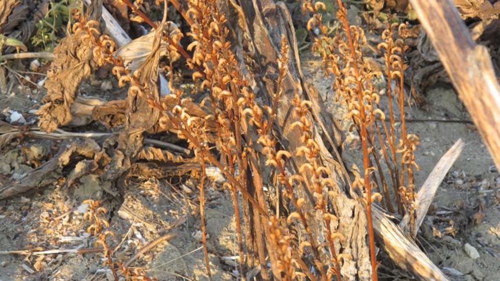 Six espèces à ajouter à la liste des plantes invasives