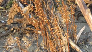Six espèces à ajouter à la liste des plantes invasives Six espèces à ajouter à la liste des plantes invasives