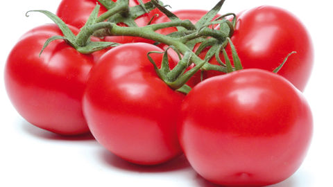 Une bonne année pour la tomate Une bonne année pour la tomate