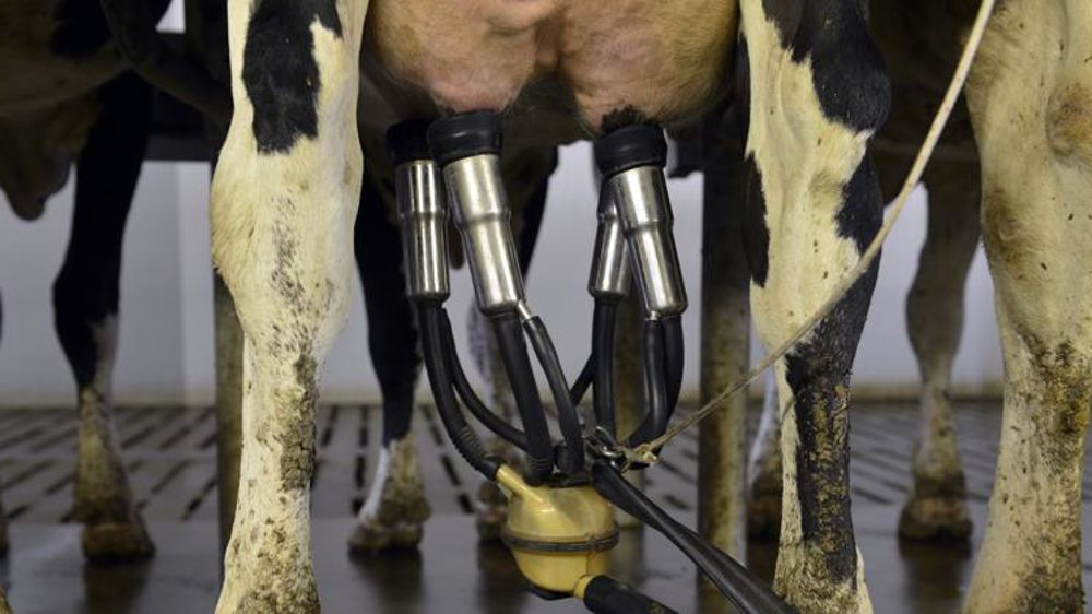 Le secteur laitier paie le plus lourd tribut en 2008, 2009 et 2010.© Cédric Faimali/GFA