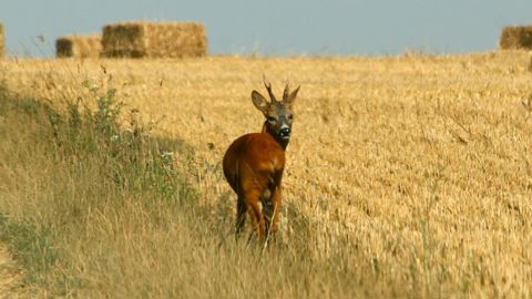 La FNC veut faire manger du gibier La FNC veut faire manger du gibier