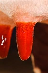 Fortex produit de trempage traite Delaval