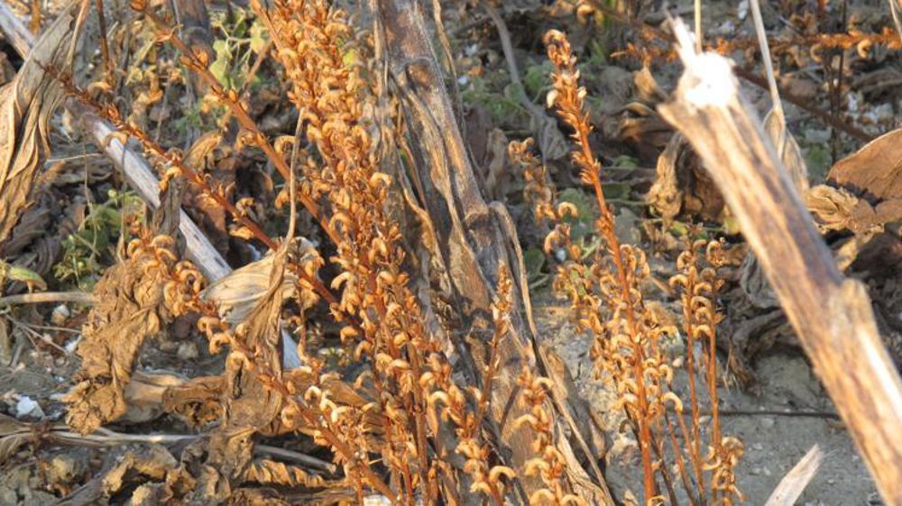 Orobanche dans un champ de tournesol. © F. Mélix/GFA
