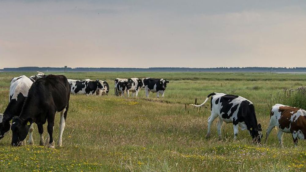 Un tiers du cheptel laitier menacé