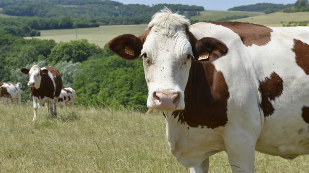 Les coopératives laitières plaident leur cause