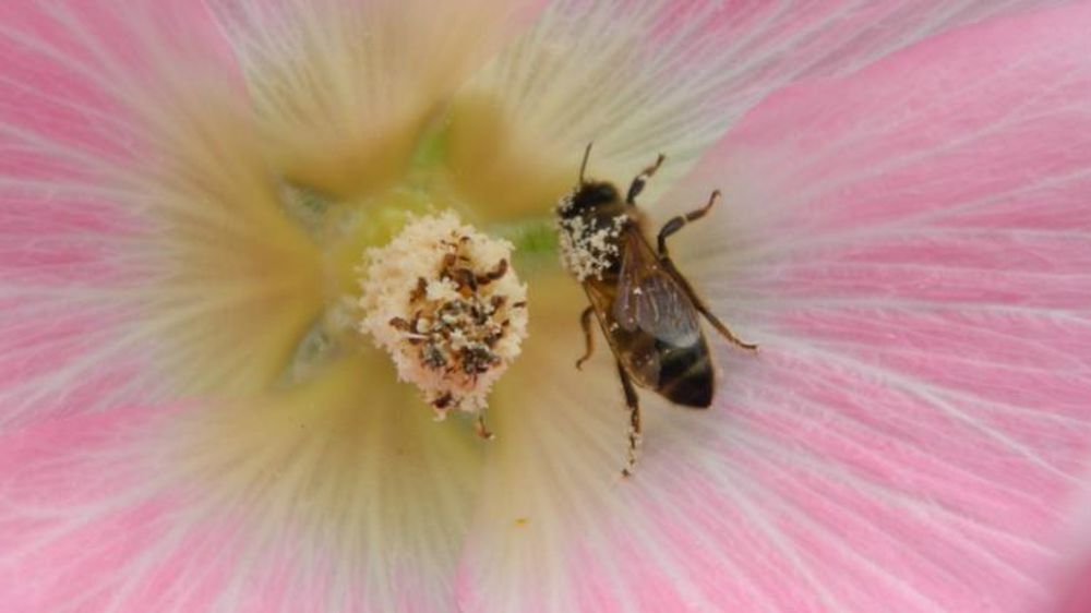 Plus d’un milliard d’emplois agricoles reposent sur les pollinisateurs