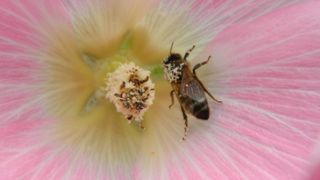 Plus d’un milliard d’emplois agricoles reposent sur les pollinisateurs Plus d’un milliard d’emplois agricoles reposent sur les pollinisateurs