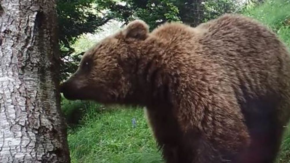 © ONCFS Équipe Ours – chaîne You Tube