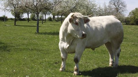 Le bœuf européen cherche à se protéger de la viande sud-américaine Le bœuf européen cherche à se protéger de la viande sud-américaine