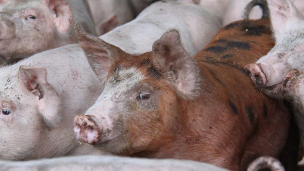 © A. Cardinaux/GFA